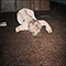 2019 Carpet Bed (EP)