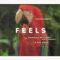 2017 Feels (Single)