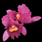 1995 Orchid