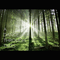2012 A Dance Through Trees (Single)