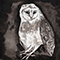 2019 Owl Song (Single)