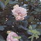 2016 In Bloom (Single)
